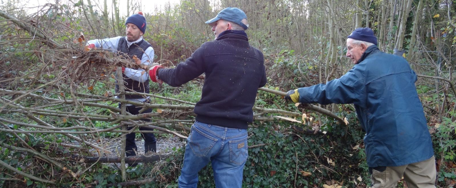 Photo of volunteers hedge laying at St Mary's Churchyard in Bexley