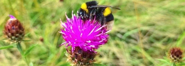A photo of a bumblebee on a thistle