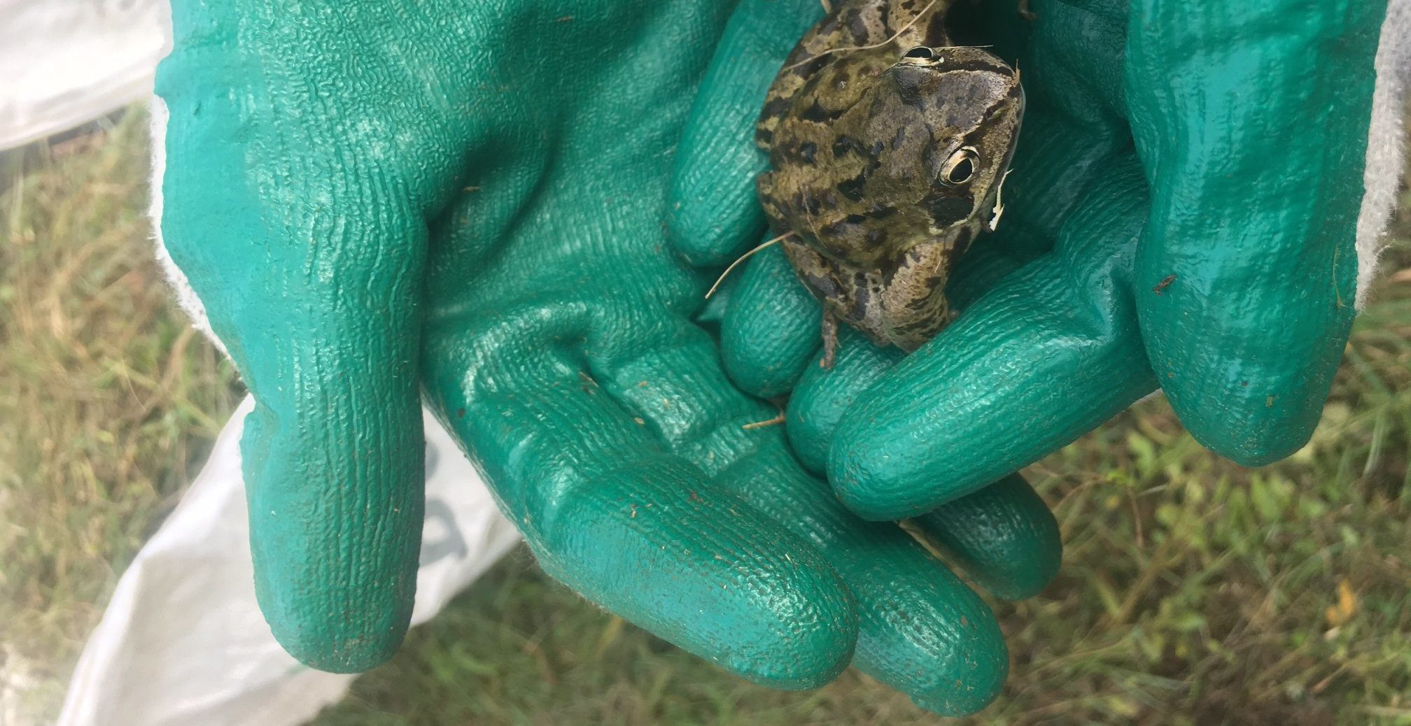 A photo of someone holding a frog in their hands