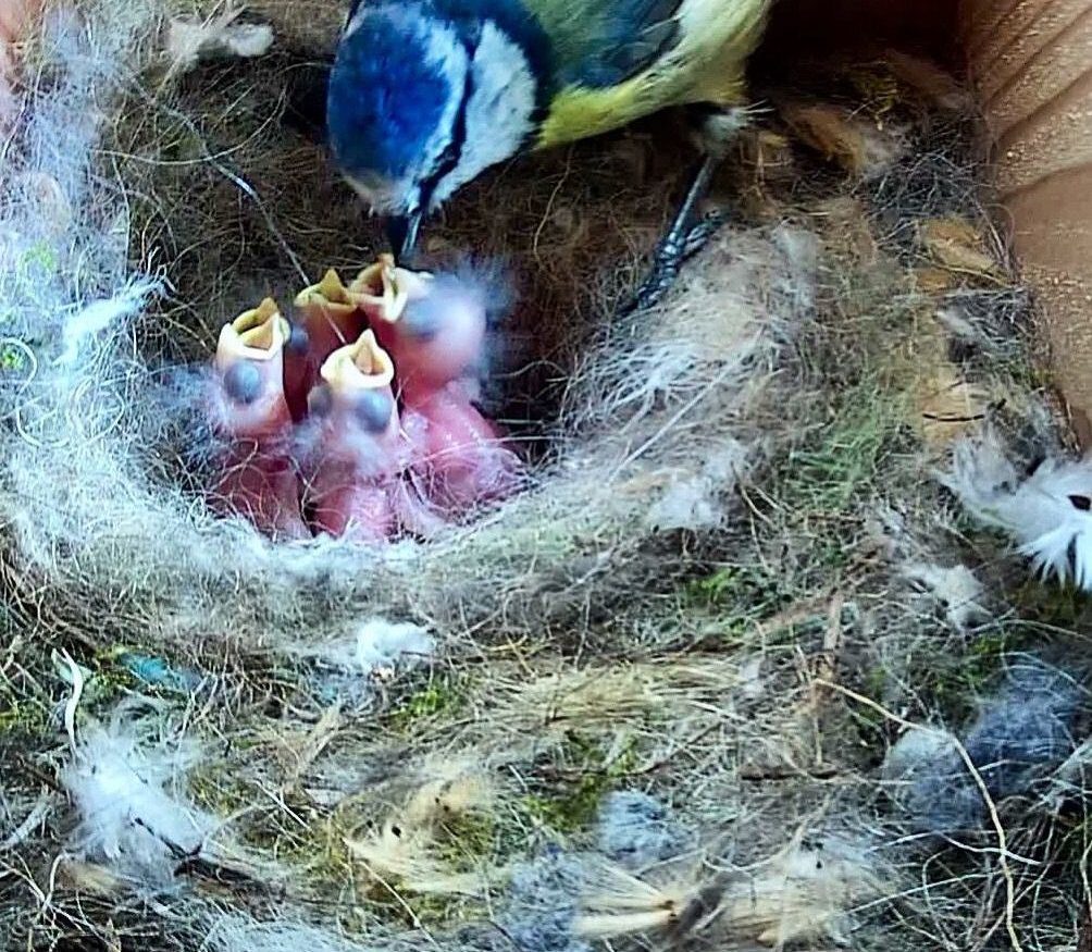 Photo of adult blue tit feeding its chicks in a nest