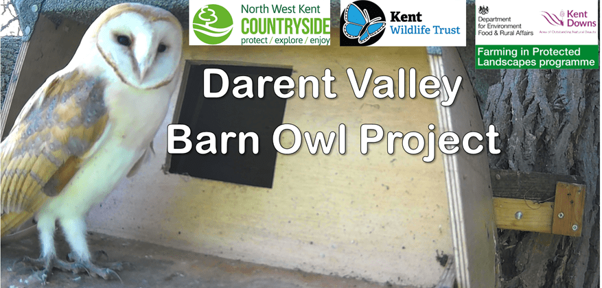 Photo of a barn owl and partnership logos for the Darent Valley Barn Owl Project