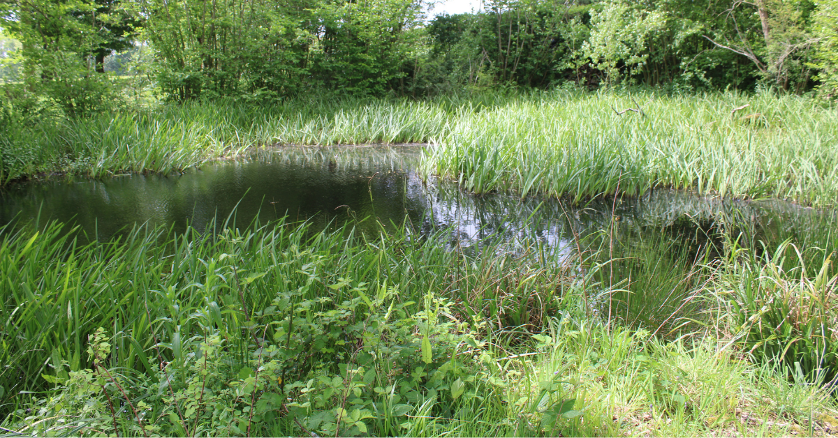 Pond in Kent